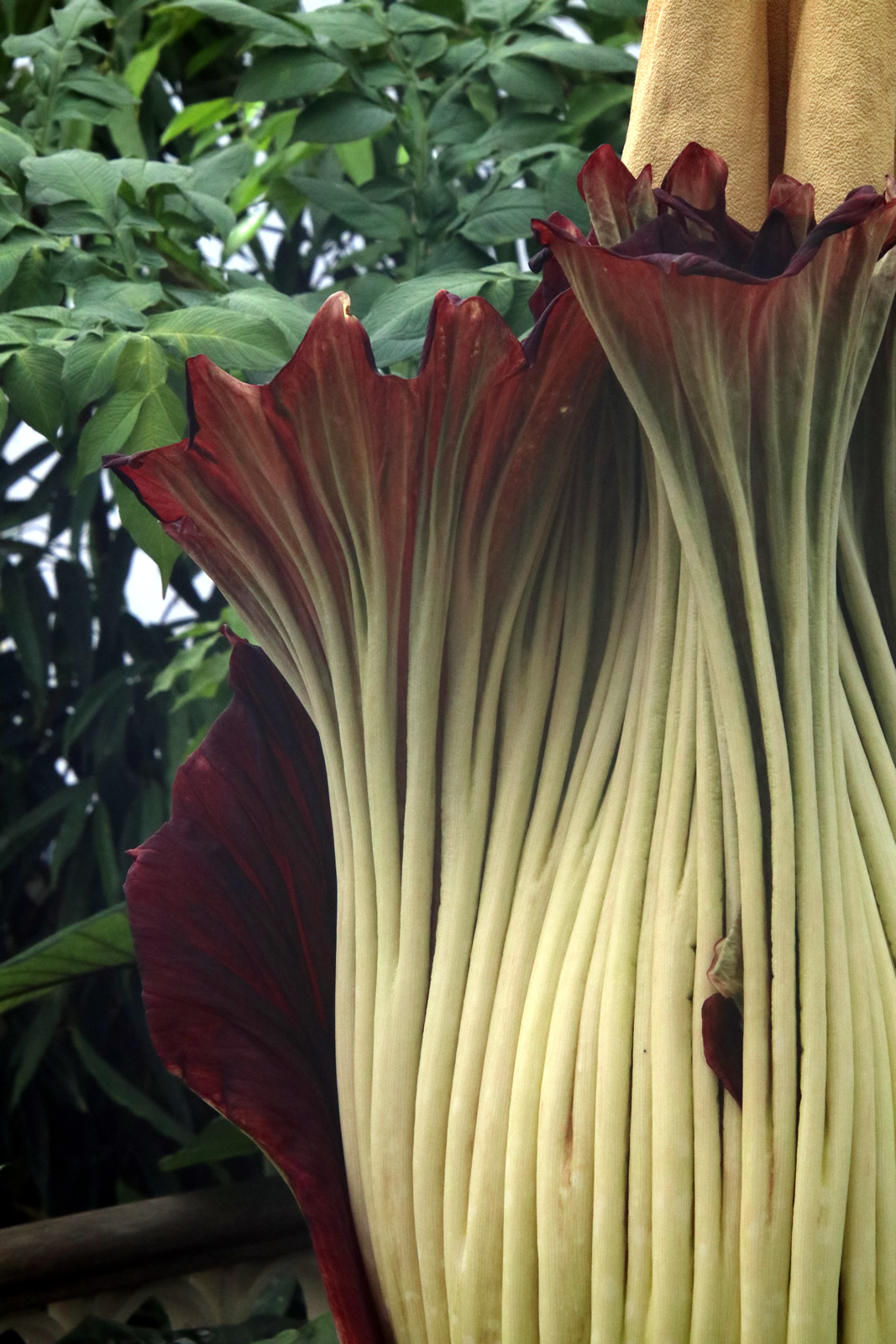 2018 02 06 CorpseFlower 2189